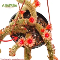 Basacote Adubo De Liberação Lenta Plus 12 Meses - 5 Kg - Foto 4