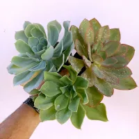 Combo 3 Gibbifloras híbridas gigantes (vaso11)