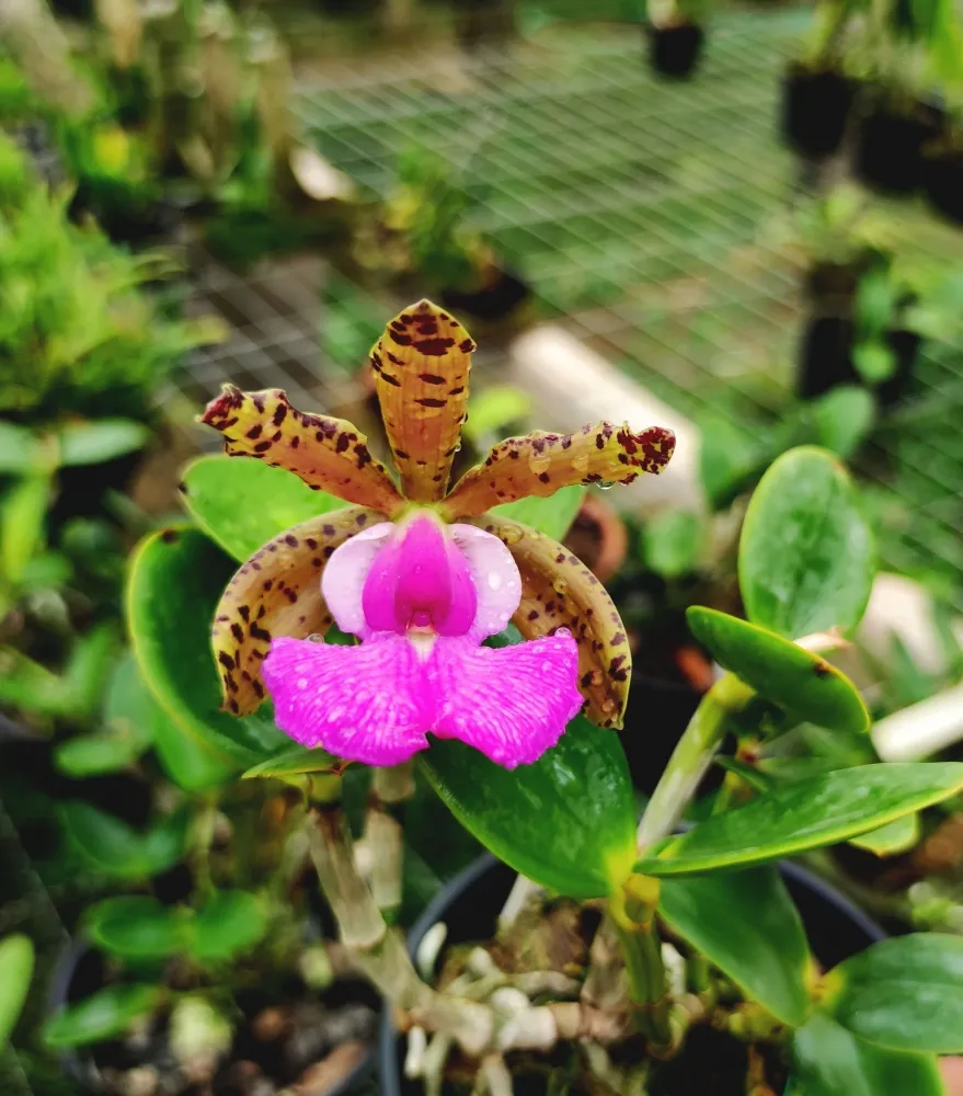 Cattleya Aclandiae Caramelo 
