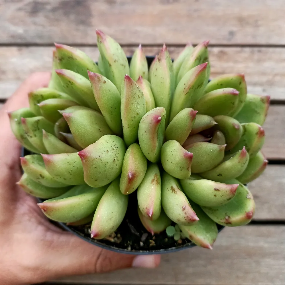 Echeveria agavoides 