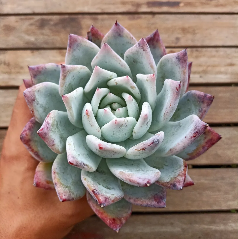 Echeveria colorata f. Tapalpa  (vaso11)