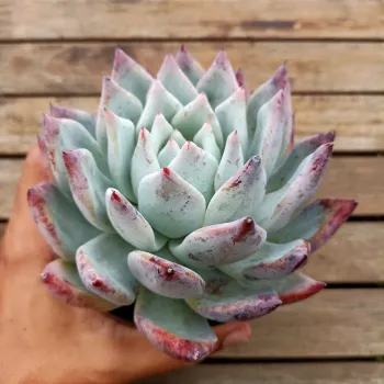 Echeveria colorata f. Tapalpa  (vaso11) - Foto 2