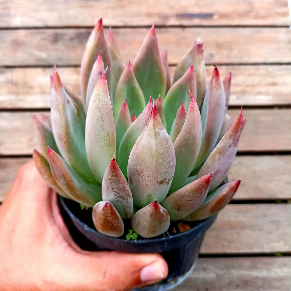 Echeveria colorata X tolimanensis G (vaso11)