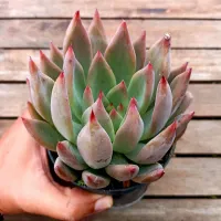 Echeveria colorata X tolimanensis G (vaso11) - Foto 2