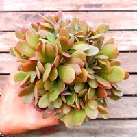 Echeveria 'Palida' x 'Hanaikada' cristata