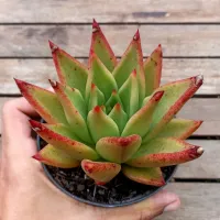 Echeveria agavoides 'Romeo' X 'Lipstick' (vaso11)