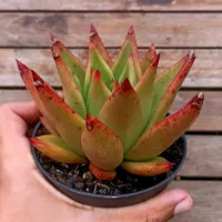 Echeveria agavoides 'Romeo' X 'Lipstick' (vaso11) - Foto 2