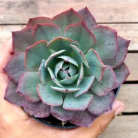 Echeveria 'Amistar' (vaso11)