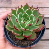 Echeveria agavoides X 'Elisha' (vaso11)