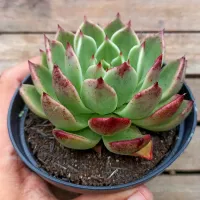 Echeveria agavoides X 'Elisha' (vaso11) - Foto 2