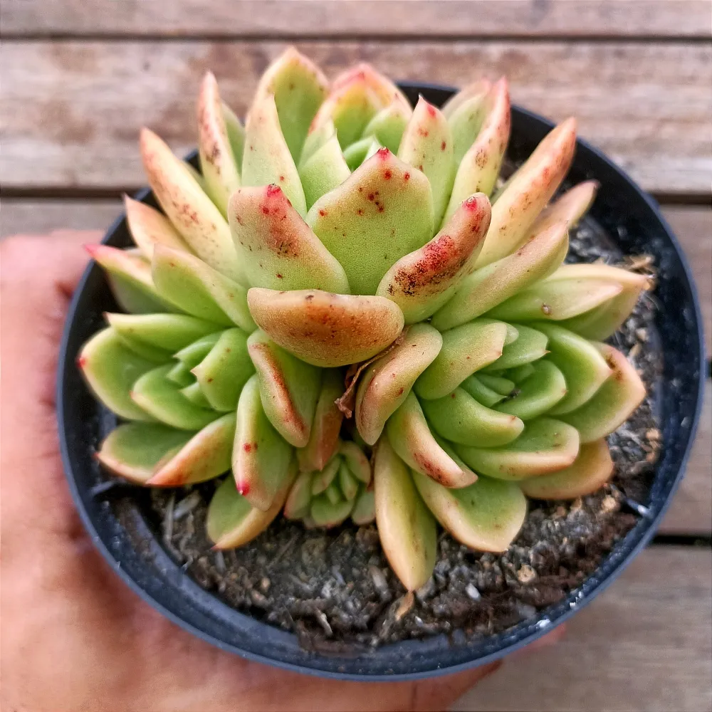 Echeveria agavoides 