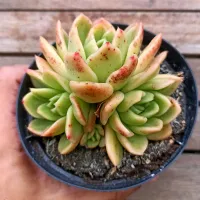 Echeveria agavoides 'Leisel' (colônia - vaso11)
