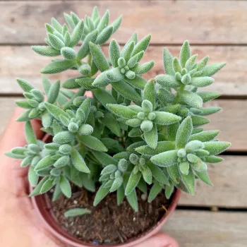 Crassula mesembryanthemoides (vaso9)