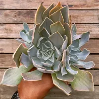 Echeveria 'White Prince' (colônia única - vaso11)