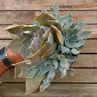Echeveria 'White Prince' (colônia única - vaso11) - Foto 2
