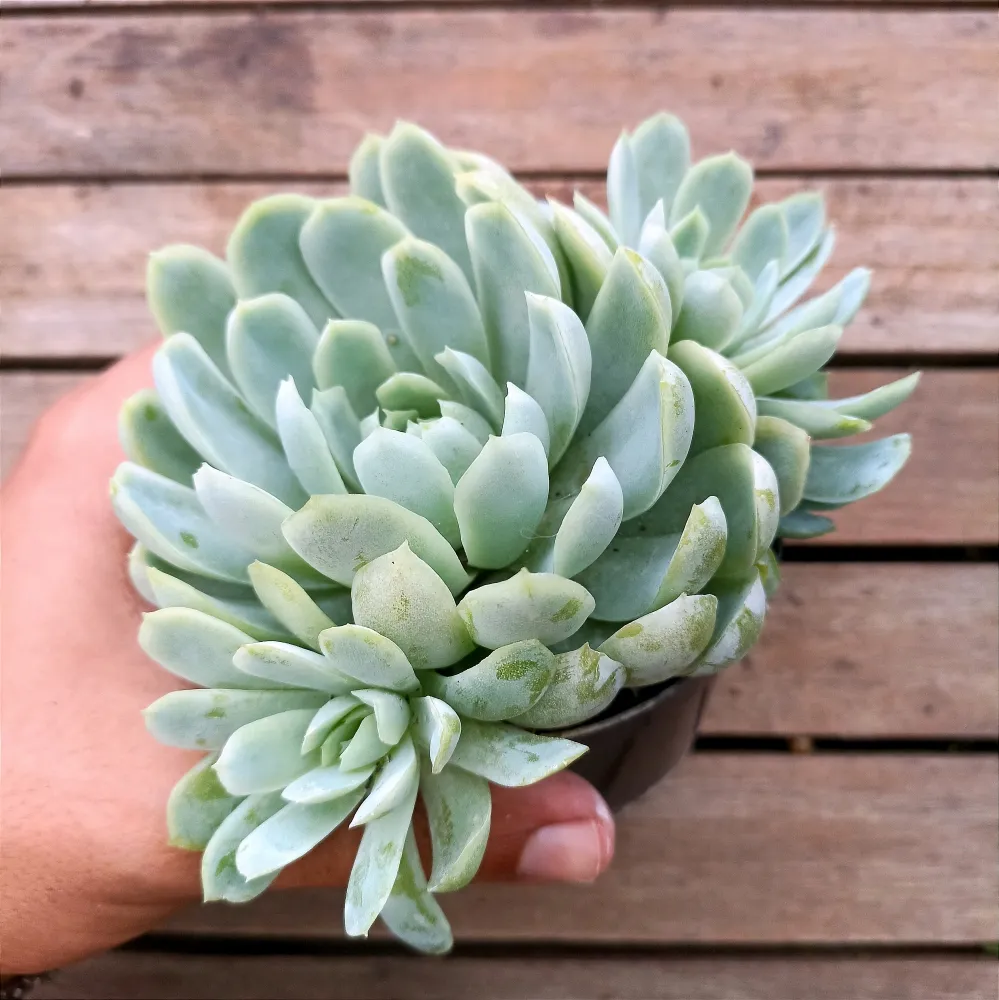 Echeveria elegans 