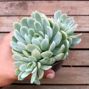 Echeveria elegans 