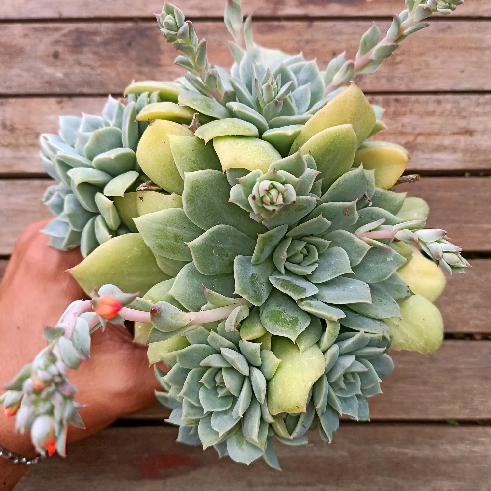 Echeveria 