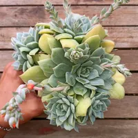 Echeveria 'Vanbreen' variegata monstruosa (colônia - vaso11)