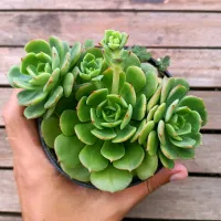 Echeveria 'Victor' (vaso11)