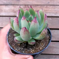 Echeveria híbrida colorata X 'Beatrice' (vaso11)