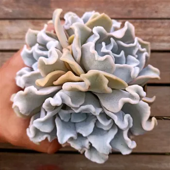 Echeveria 