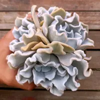 Echeveria 'Crispate Beauty' (colônia - vaso11)