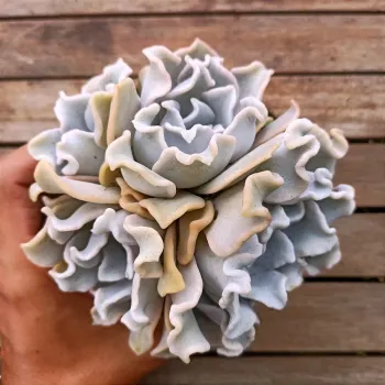 Echeveria 'Crispate Beauty' (colônia - vaso11) - Foto 2