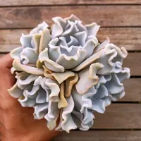 Echeveria 'Crispate Beauty' (colônia - vaso11) - Foto 2