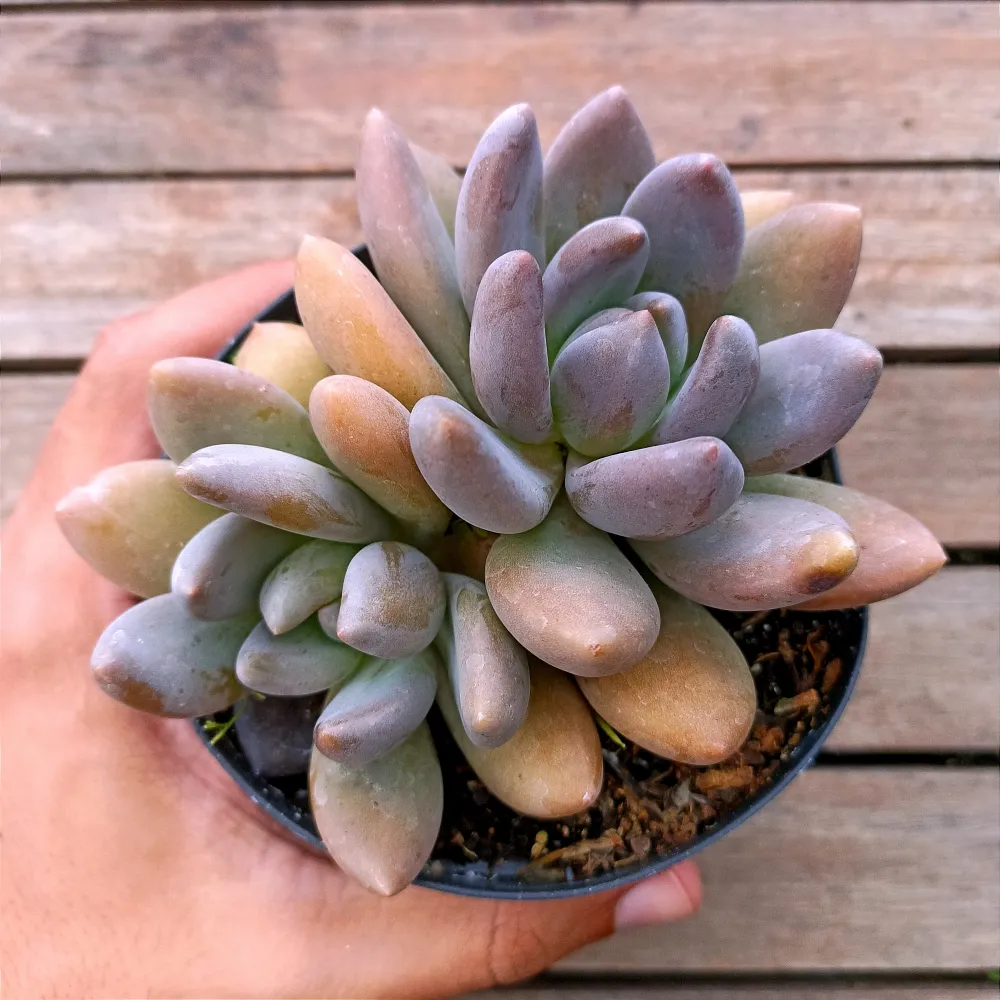 Sedeveria 