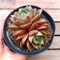 Echeveria 'Dionysos' (2 rosetas - vaso11)