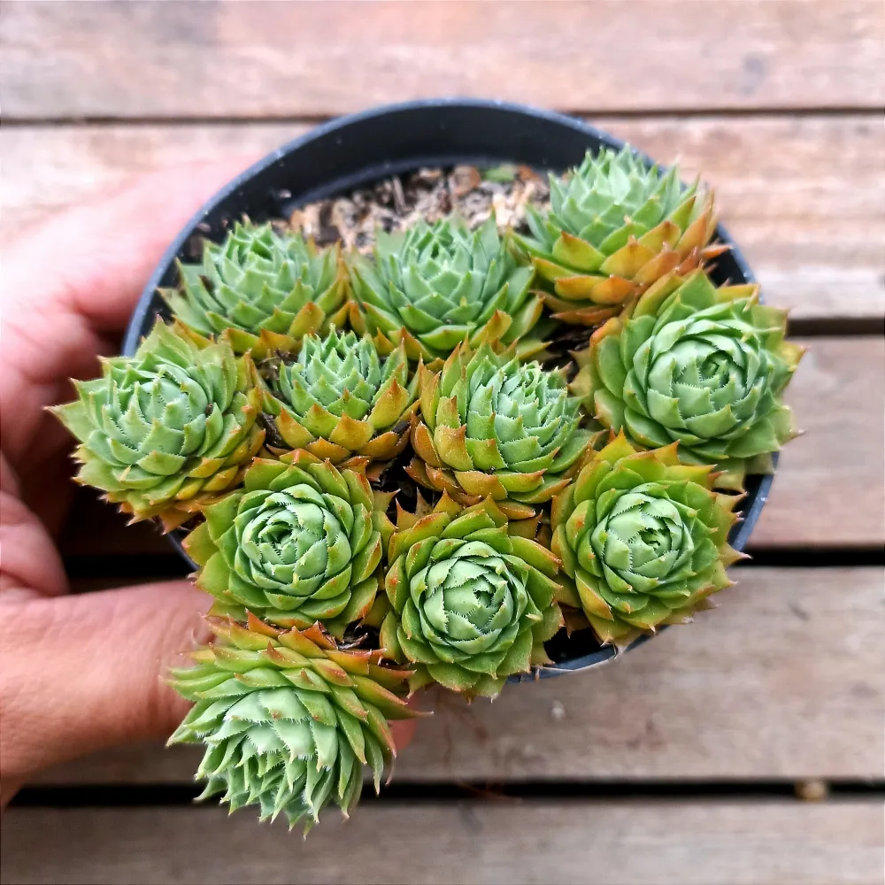 Sempervivum tectorum (vaso11)