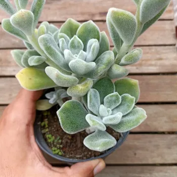Echeveria pulvinata 