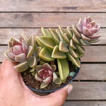 Sedum ebracteatum (vaso11)