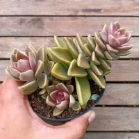 Sedum ebracteatum (vaso11)