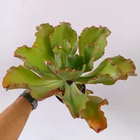 Echeveria híbrida 'Ballerina' 