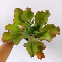 Echeveria híbrida 'Ballerina'  - Foto 2