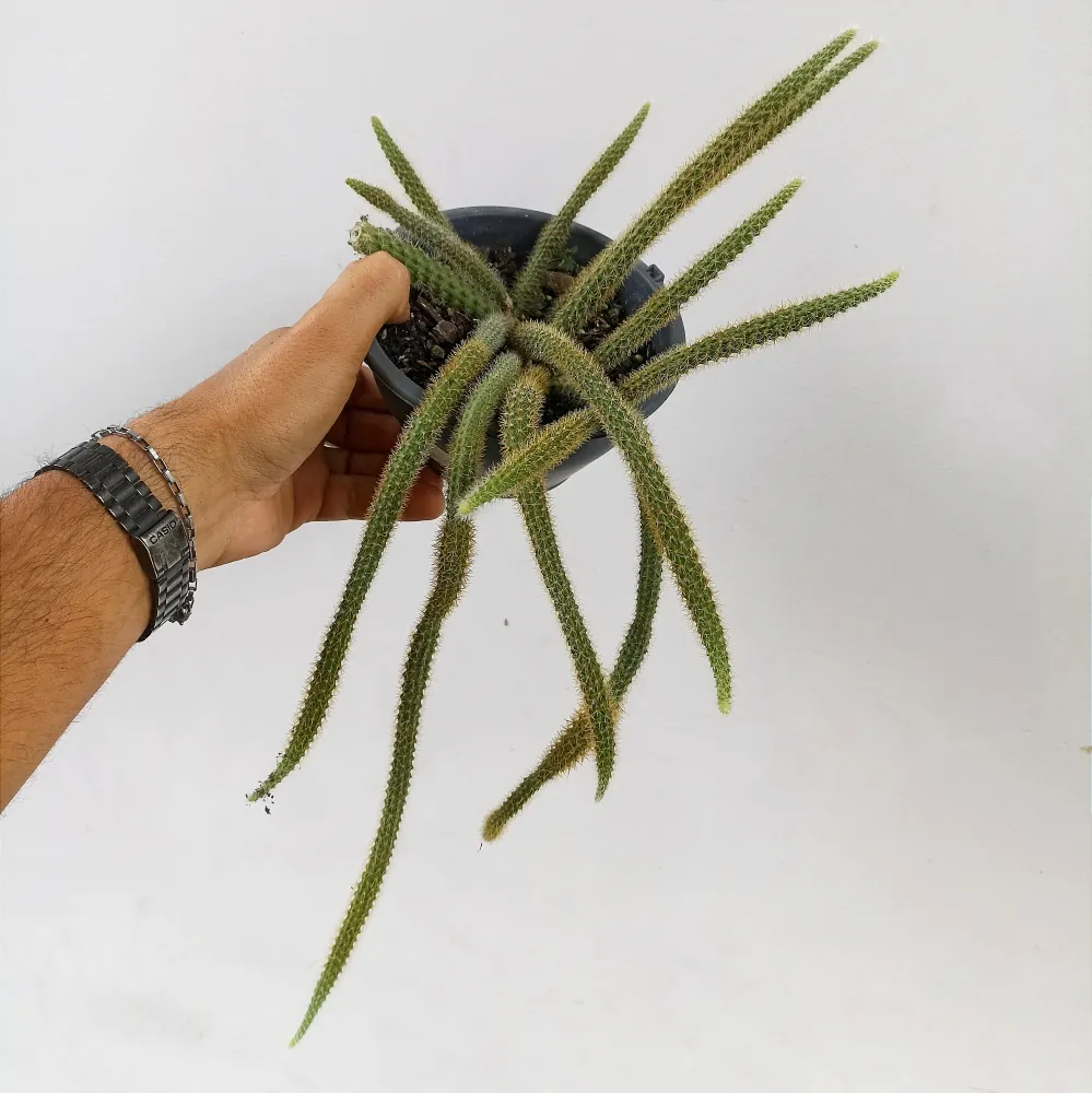  Disocactus flageliformis (cactos rabo de rato - cuia13)