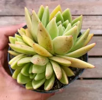 Echeveria agavoides 'Miranda' (dupla - vaso11)