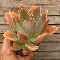 Graptoveria 'Fred Ives' (vaso11)
