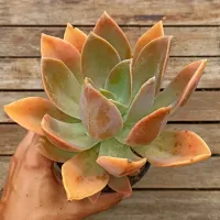 Graptoveria 'Fred Ives' (vaso11) - Foto 2