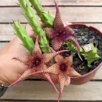 Stapelia hirsuta X Orbea caudata rhodesica (3 hastes - vaso11)