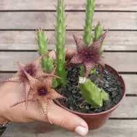 Stapelia hirsuta X Orbea caudata rhodesica (3 hastes - vaso11) - Foto 2