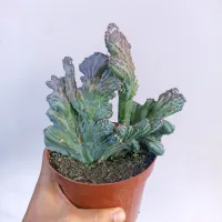 Monvillea spegazzinii f. cristata (Rabo de Sereia - Vaso15) - Foto 2