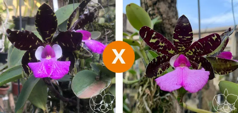 Cattleya aclandiae ( 'Laura' x 'Encantada')  Imagem