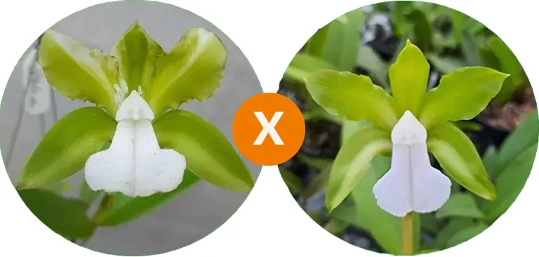 C. bicolor alba 'BV' x Sibling  Imagem