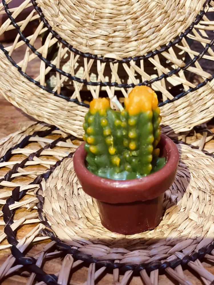Suculentas vela
