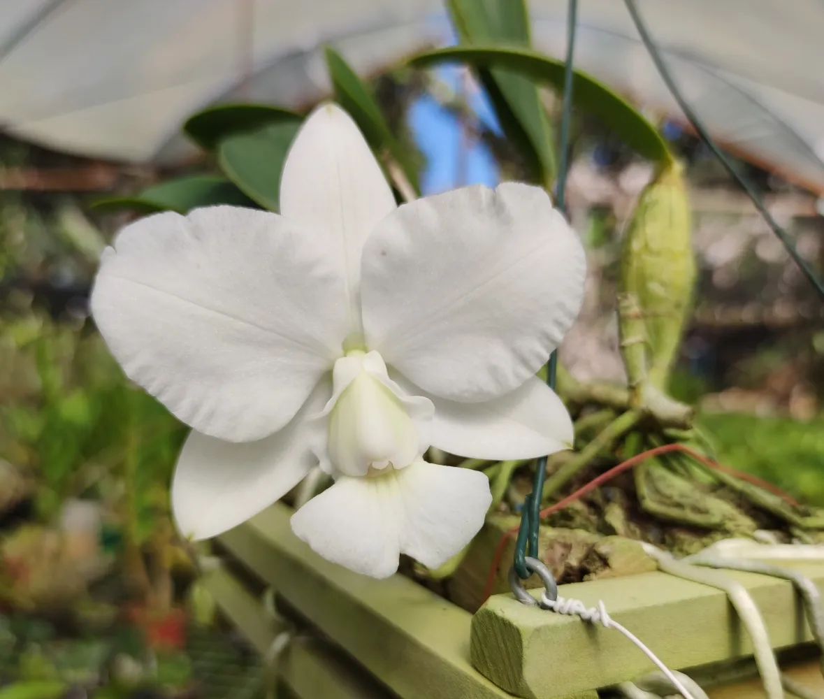 C. Walkeriana alba ' Estelar'  Imagem