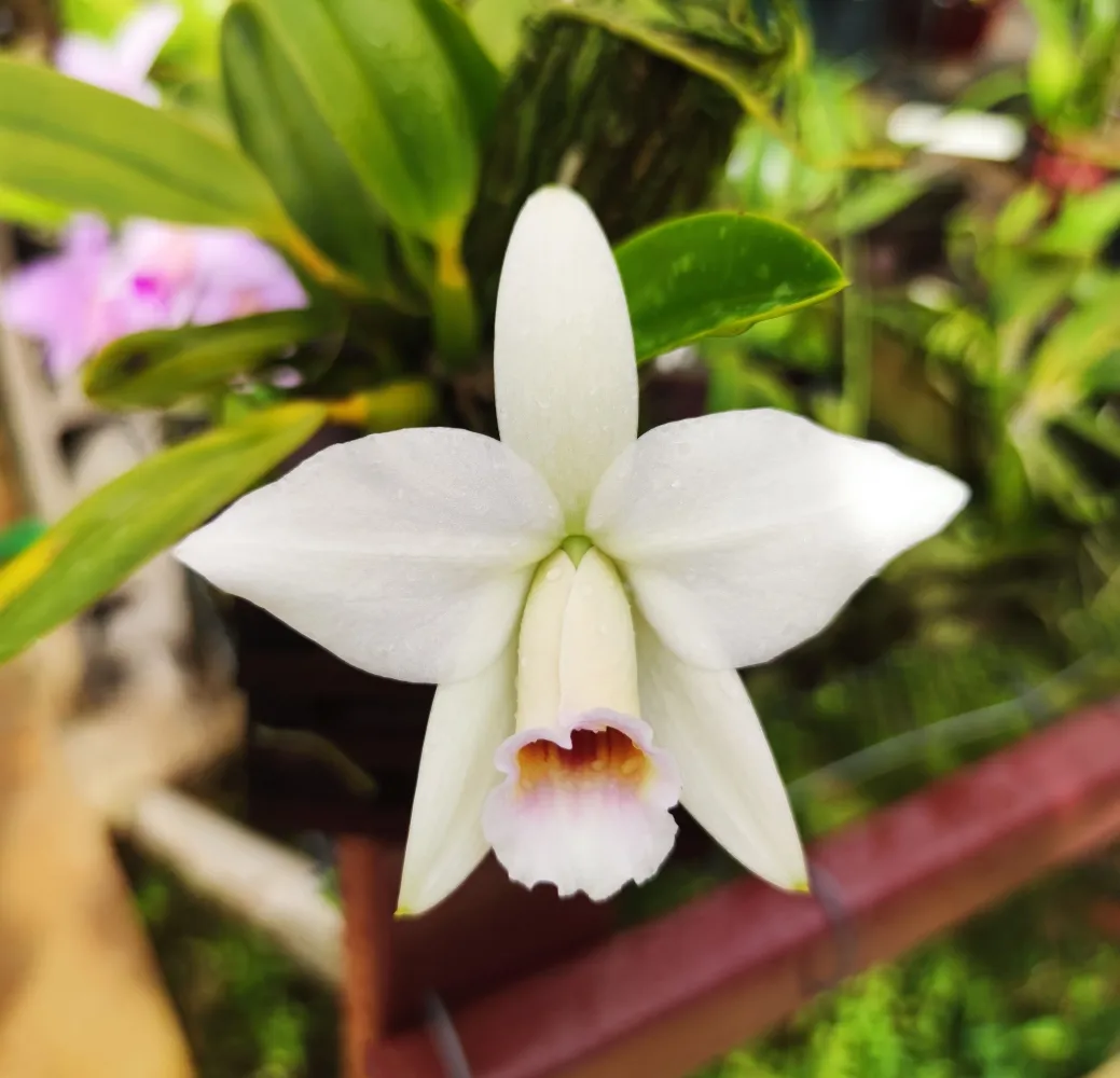 L. Praestans Var