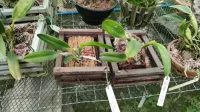 L. Praestans Var' Delicata  - Foto 2